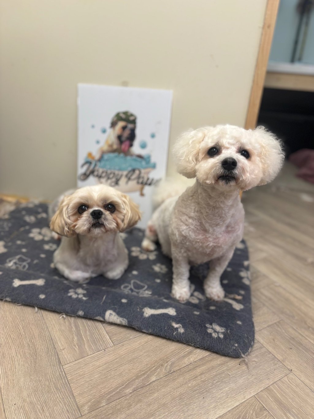 eye-level shot of two small groomed dogs sitting side-by-side looking up at the camera