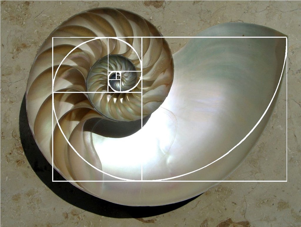 Sección transversal de una concha de nautilo y la geometría de espiral de la proporción áurea