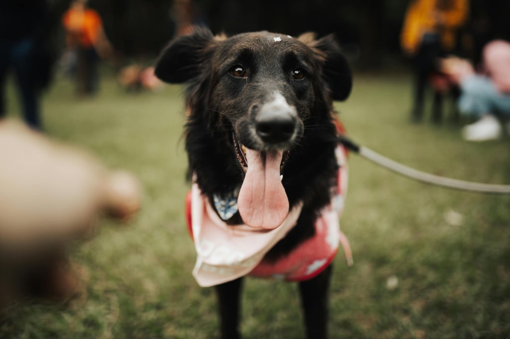 Dog Day Out | Pet Sitting Blog