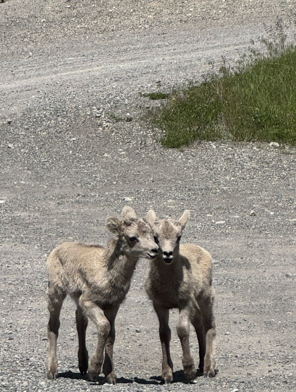 bighorn sheep lambs