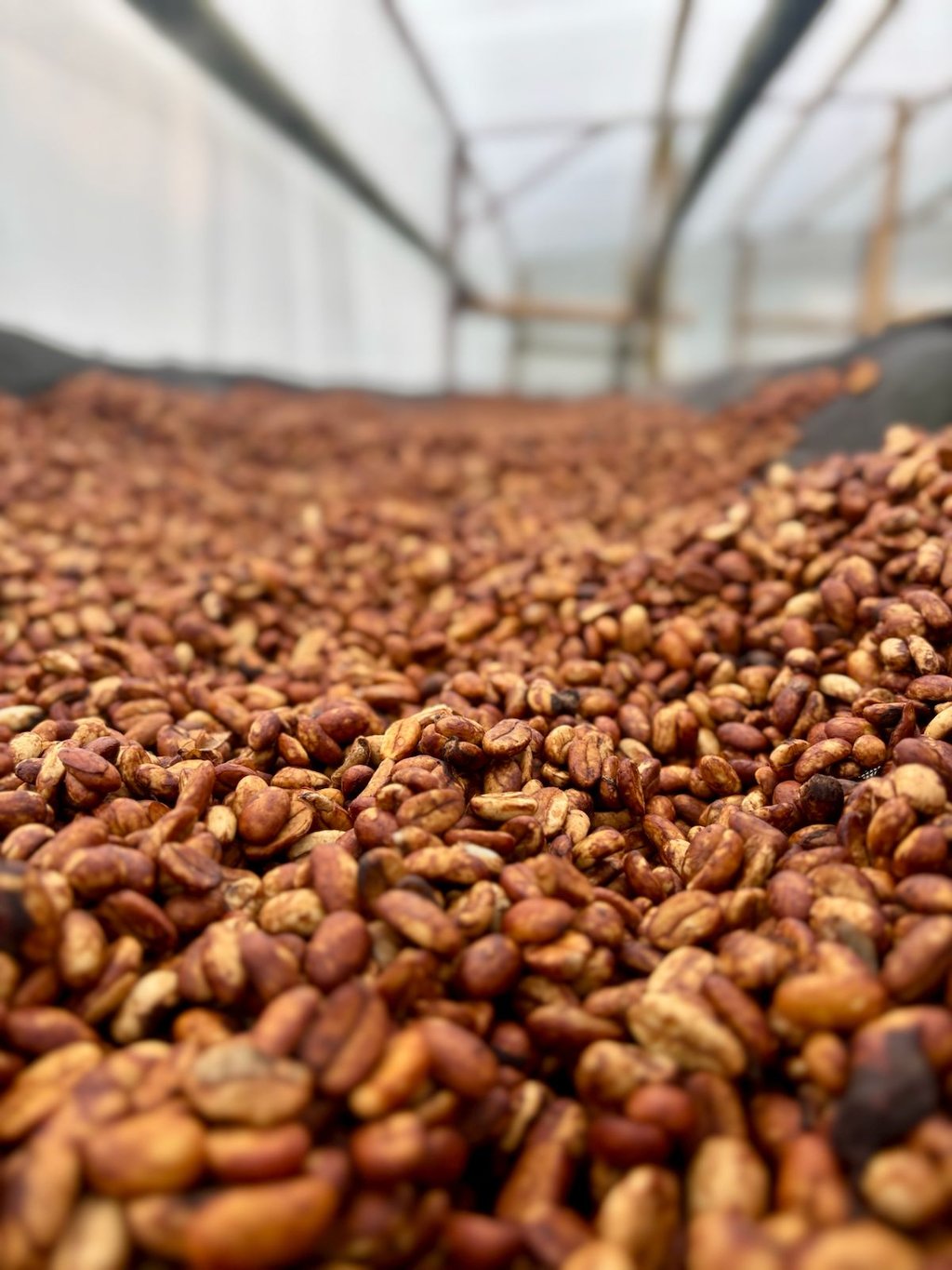Café Honey en beneficio seco