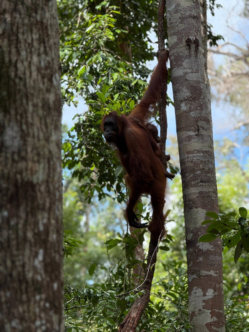 Orangutan de Borneo con su cria