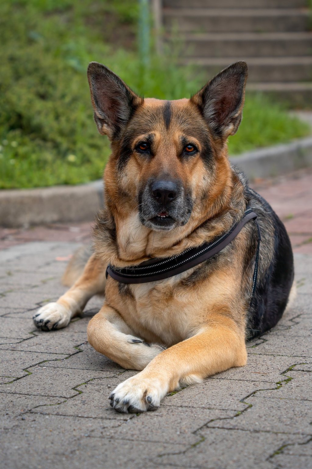 Service dog in the State of Alabama