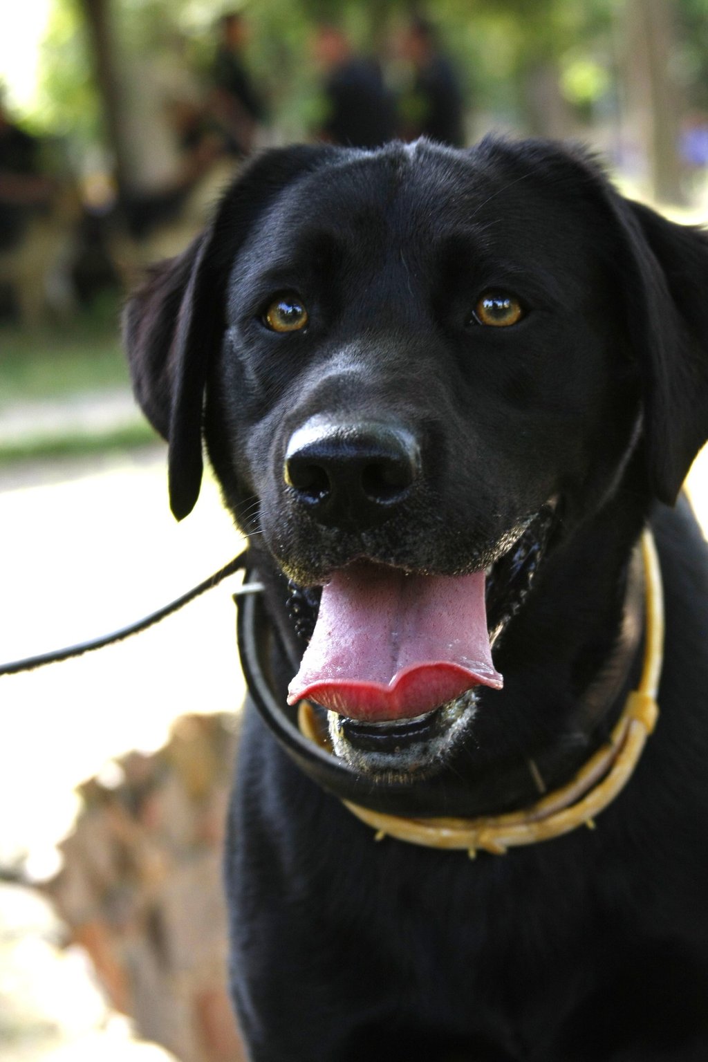 service dog laws in Alaska