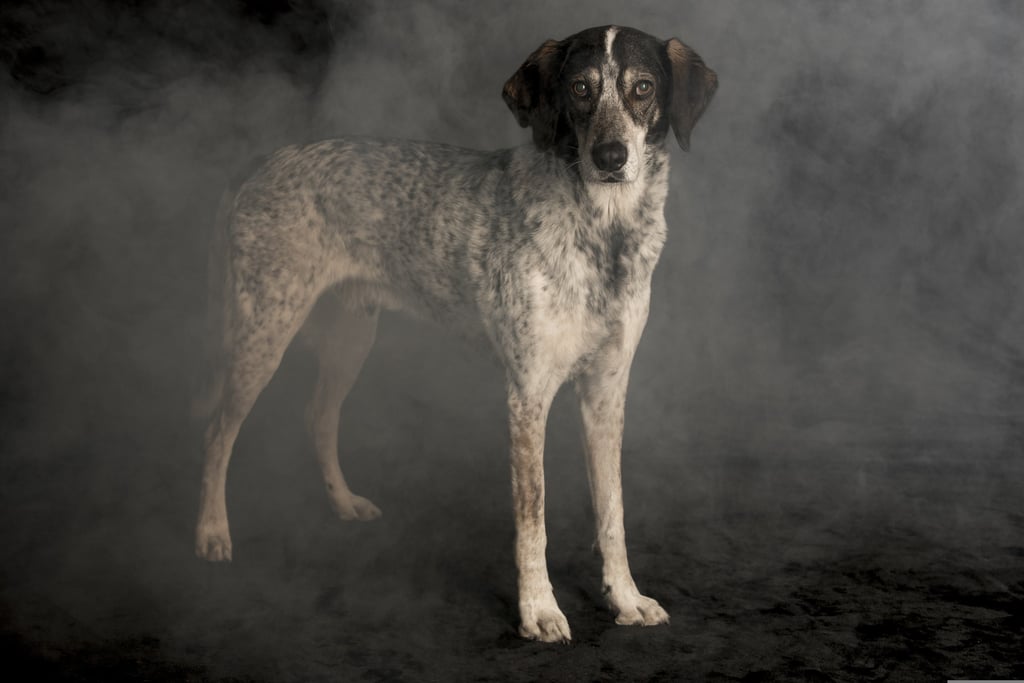 service dog laws in Colorado