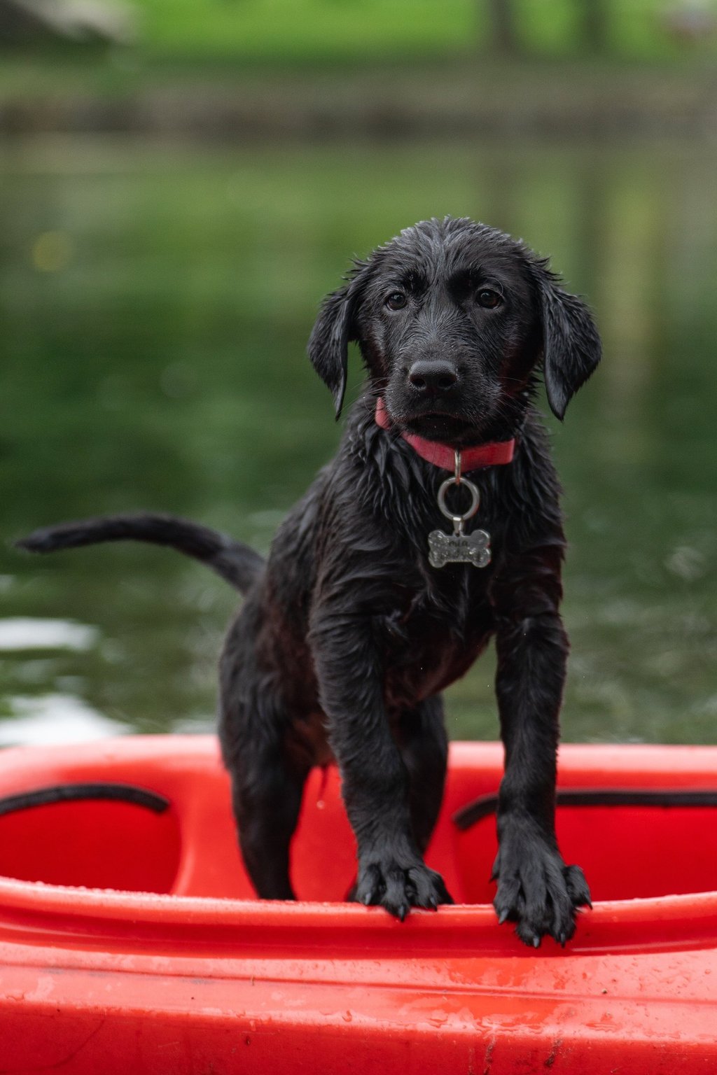service-dogs-in-training-laws-in-the-state-of-connecticut