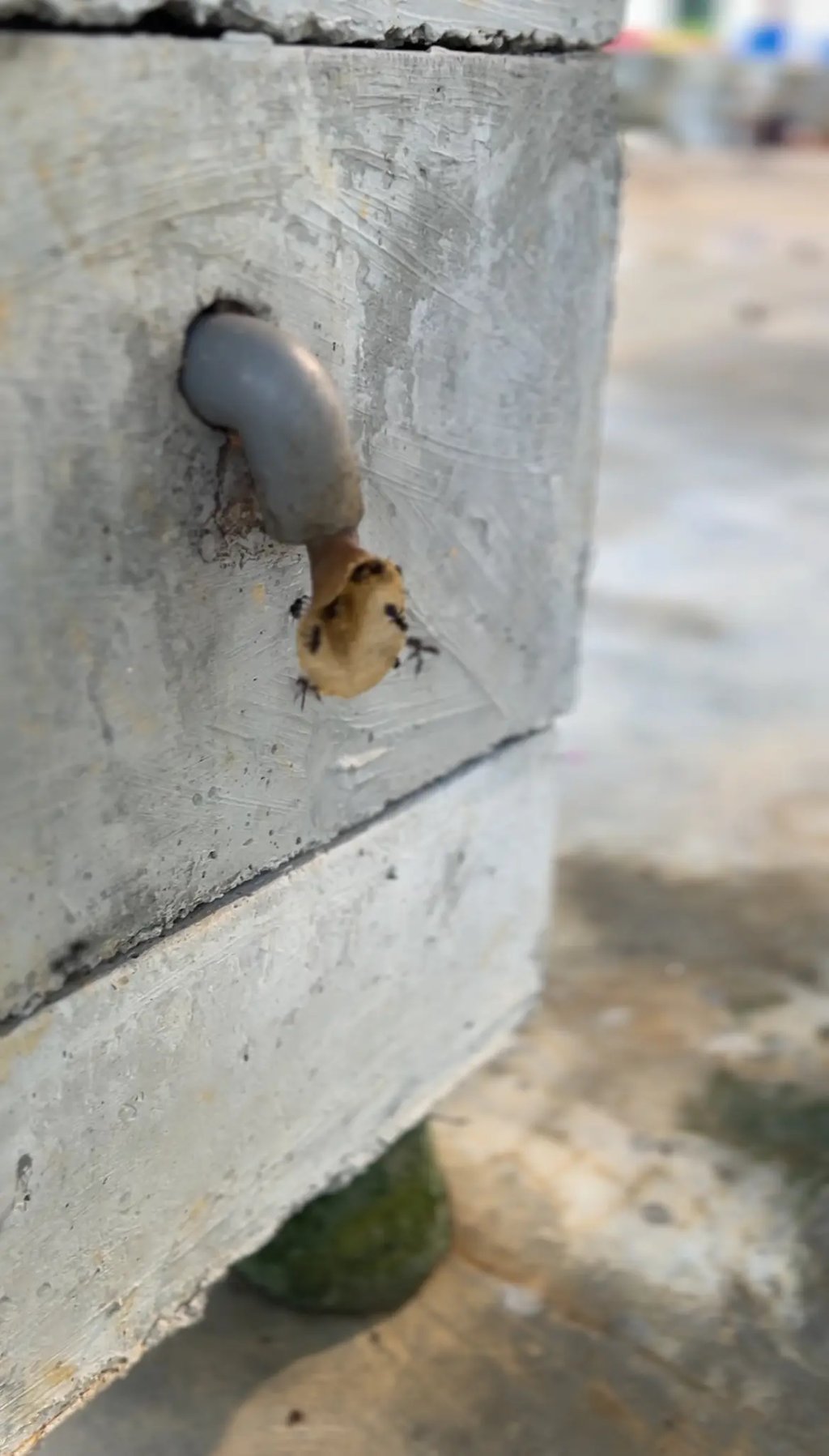 stingless bee hives Malaysia