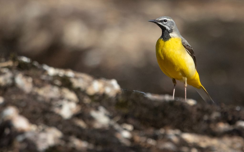 Male Grey Wagtail in Odda.