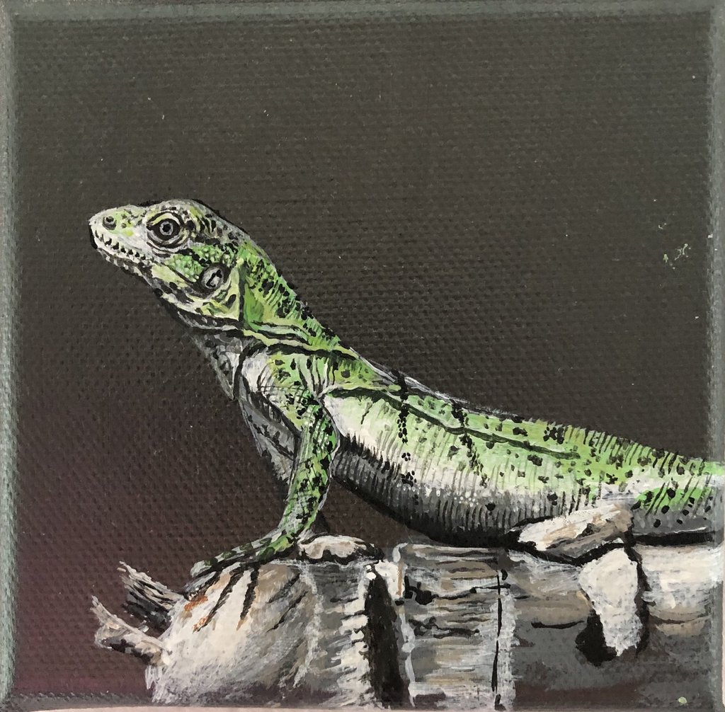 Álvaro Fernández Sáez Salamander Echse