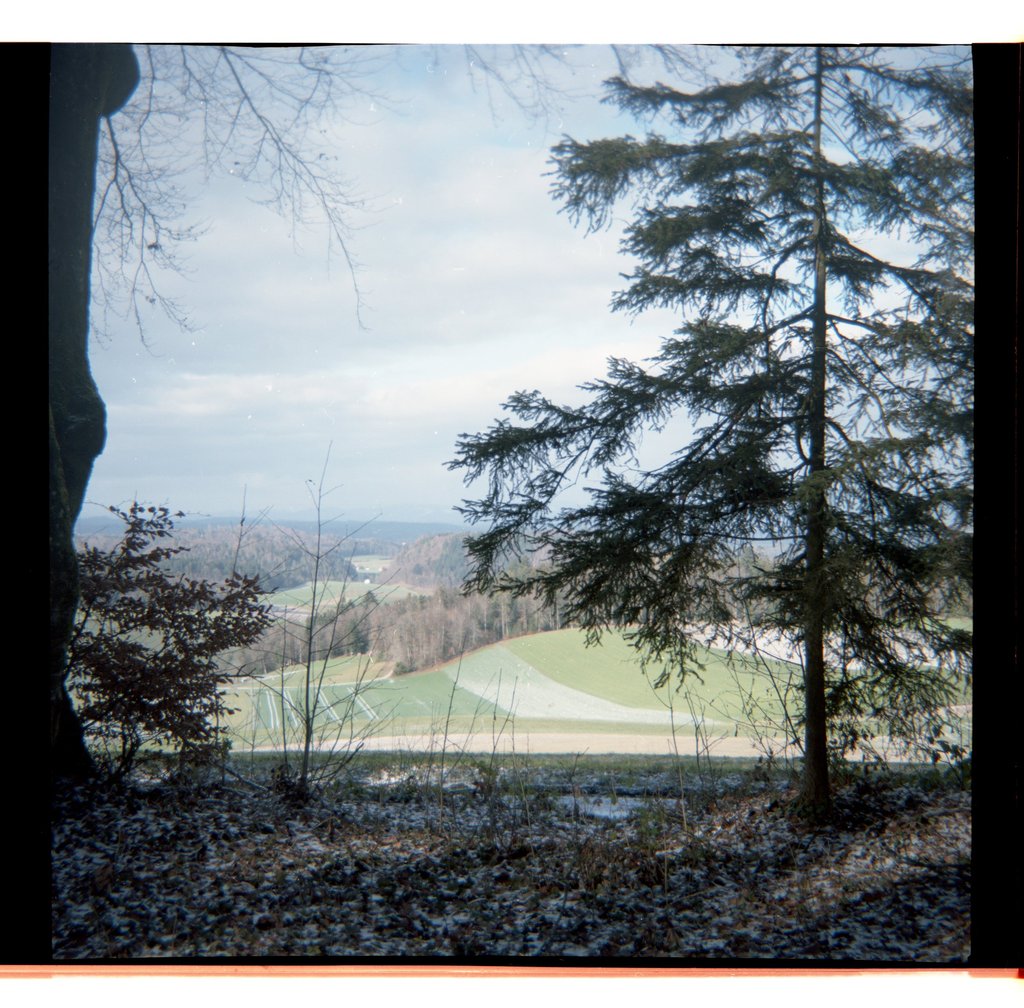 Panoramablick auf eine ländliche Landschaft durch immergrüne Bäume mit Blick auf sanfte grüne Felder