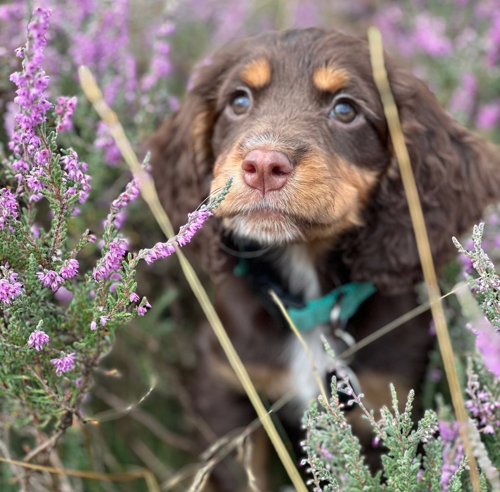A young working cocker spaniel puppy sat in flowering Heather