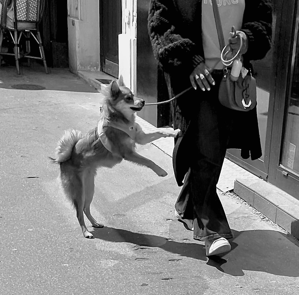 Romain Wisniewski chien
