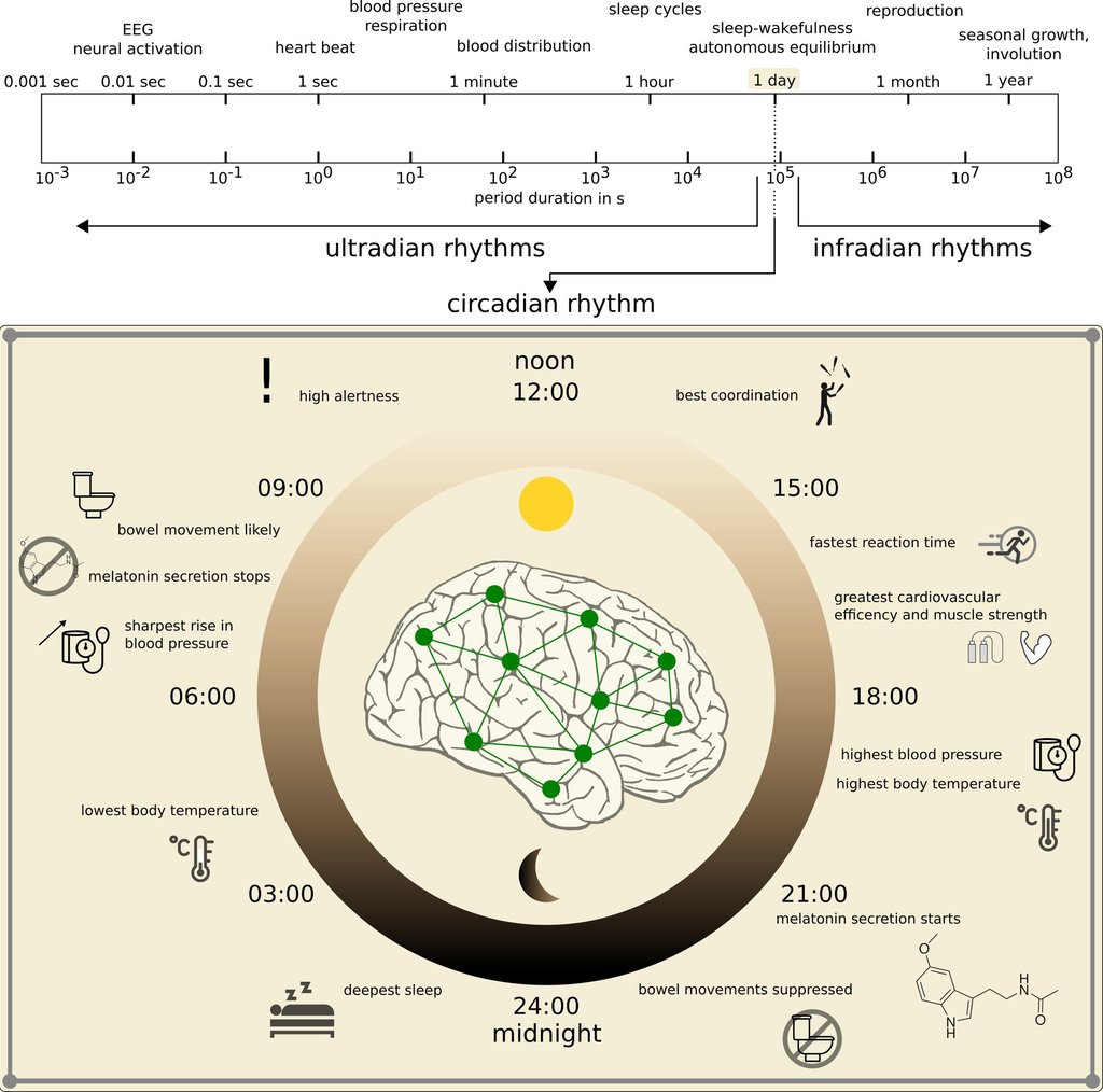 Time in Brain: How Biological Rhythms Impact on EEG Signals and on EEG-Derived Brain Networks
