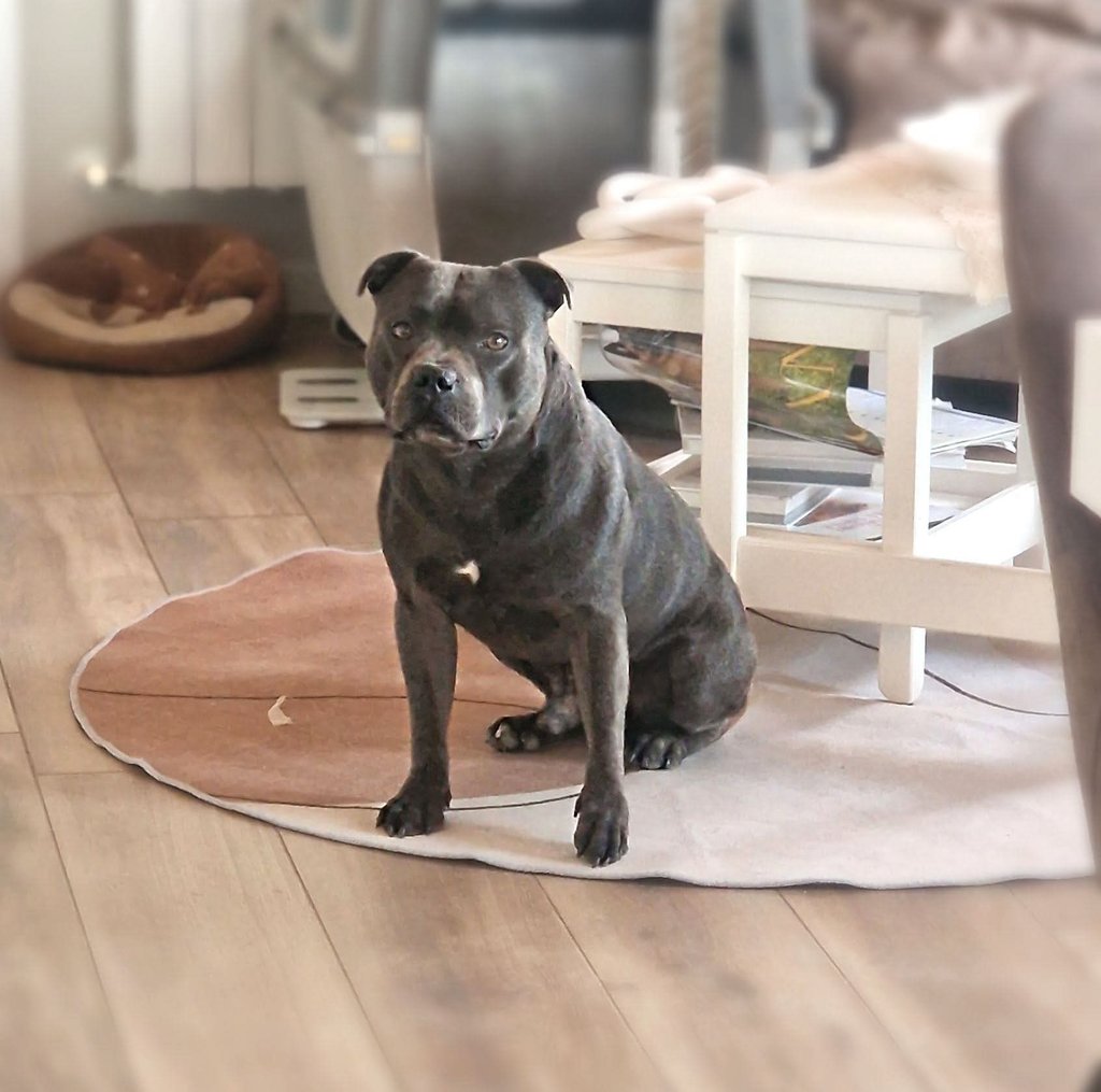 Giovane Campione Italiano Blue King Freeman Grecale, Maschio adulto di Staffy presso Grecalestaffs 