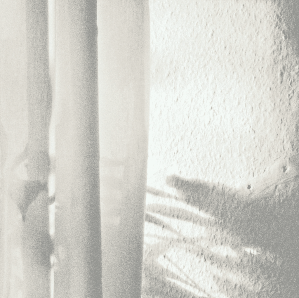 Minimalist shadow of foliage cast through a sheer curtain onto a textured, sunlit wall.
