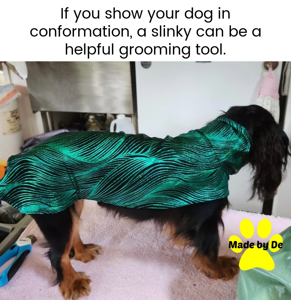 A Cavalier King Charles Spaniel wears a green slinky grooming suit for conformation dog shows.