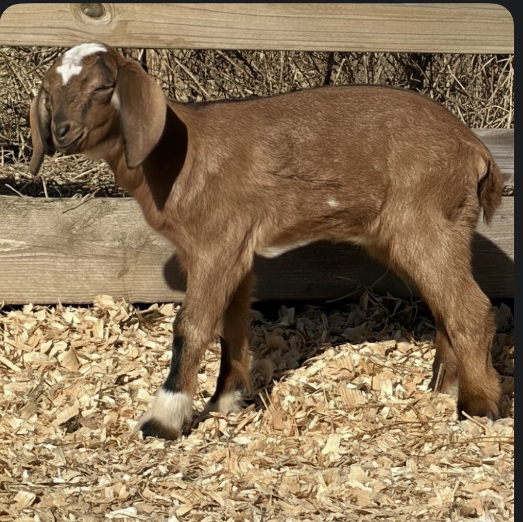 Brown goat standing near fence looking at the sun 