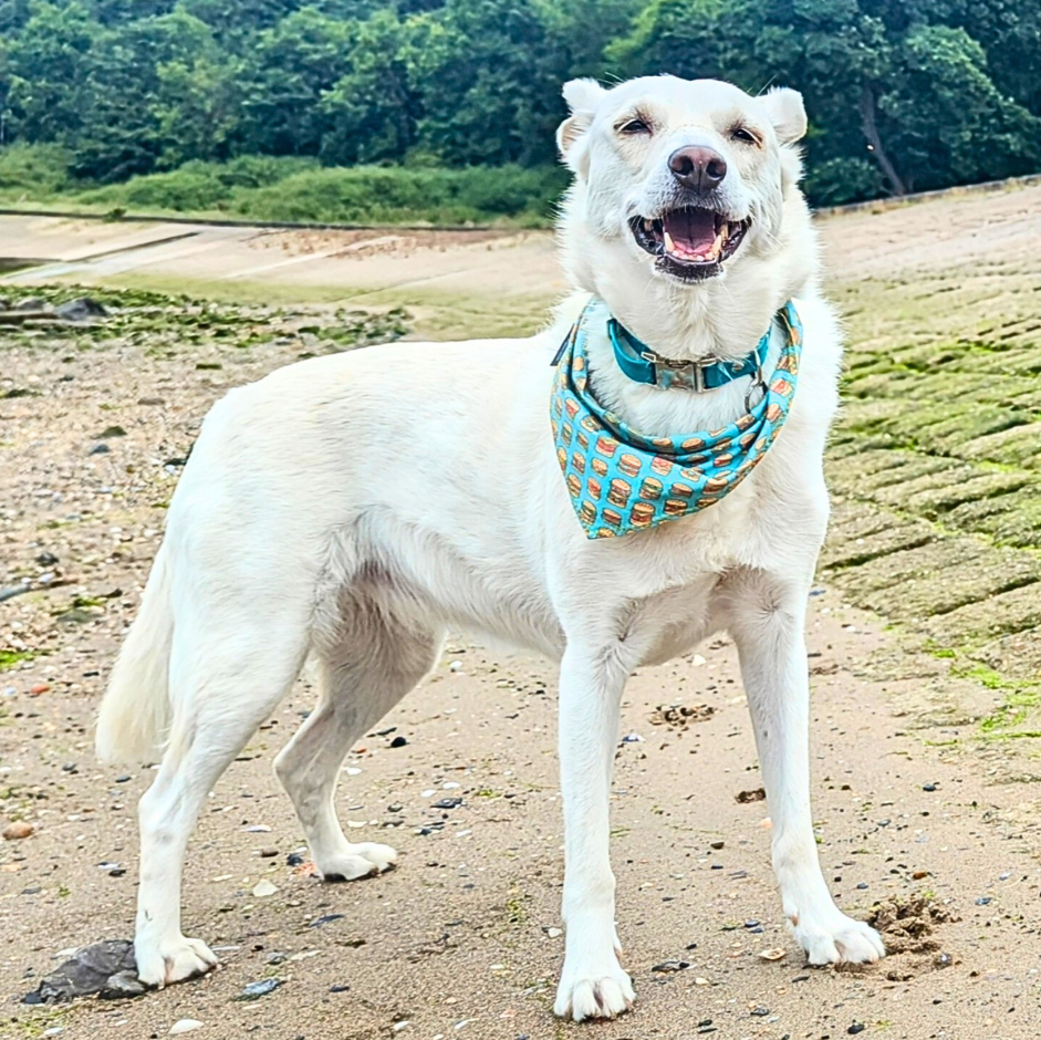 Skye, my white dog, standing proudly on the beach in Edinburgh