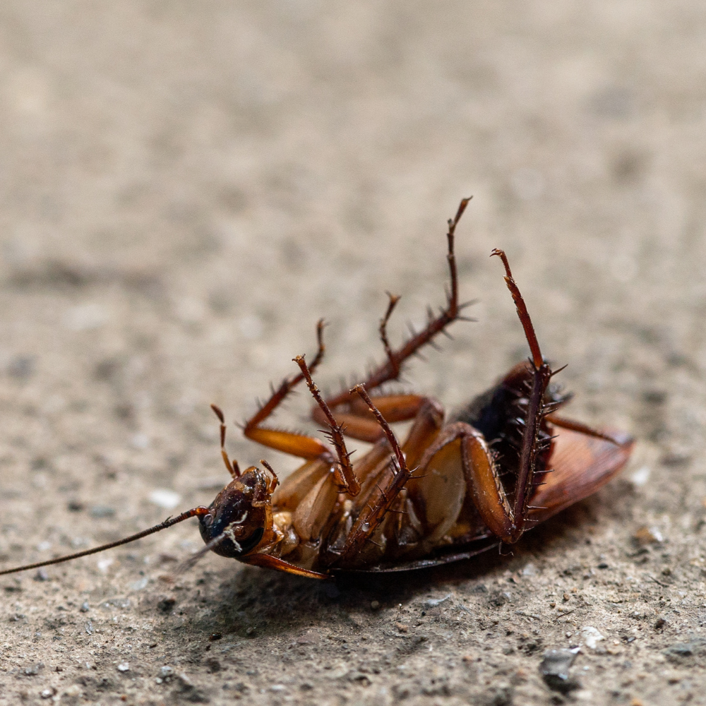 A dead brown cockroach lying on its back on a concrete surface, showing legs and antennae.