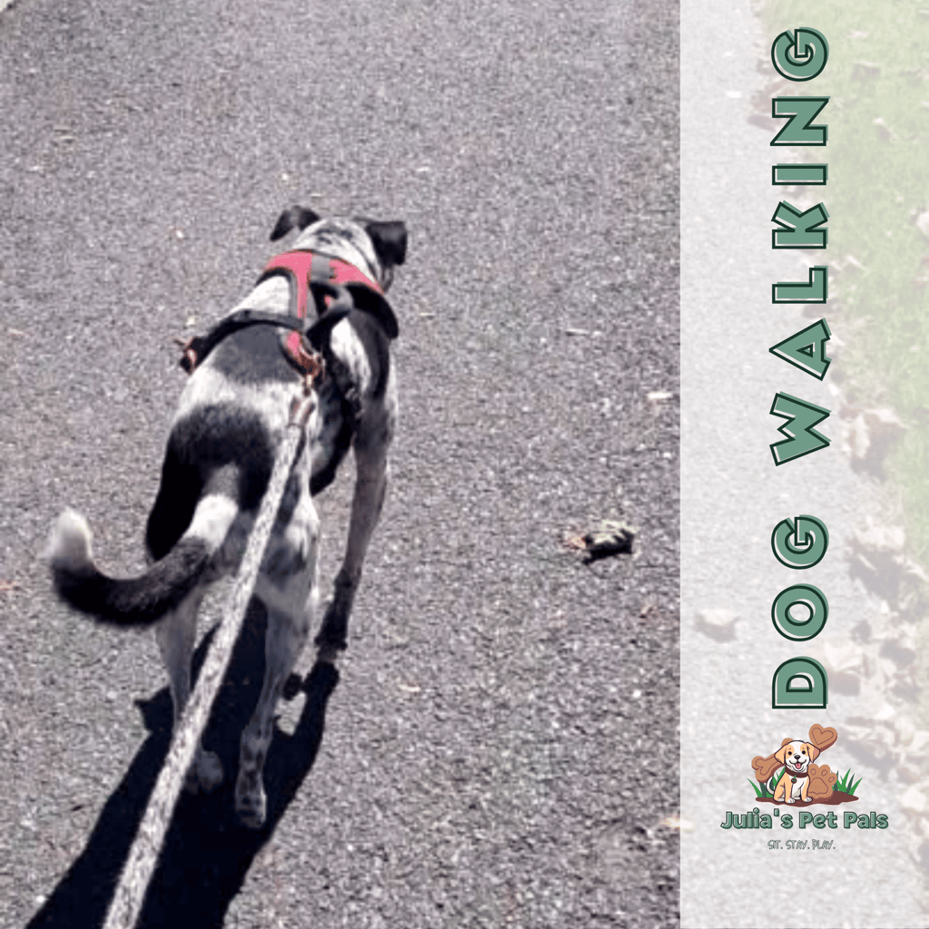 Piper is a spirited dalmatian and regular dog walking client of Julia's Pet Pals in Massachusetts 