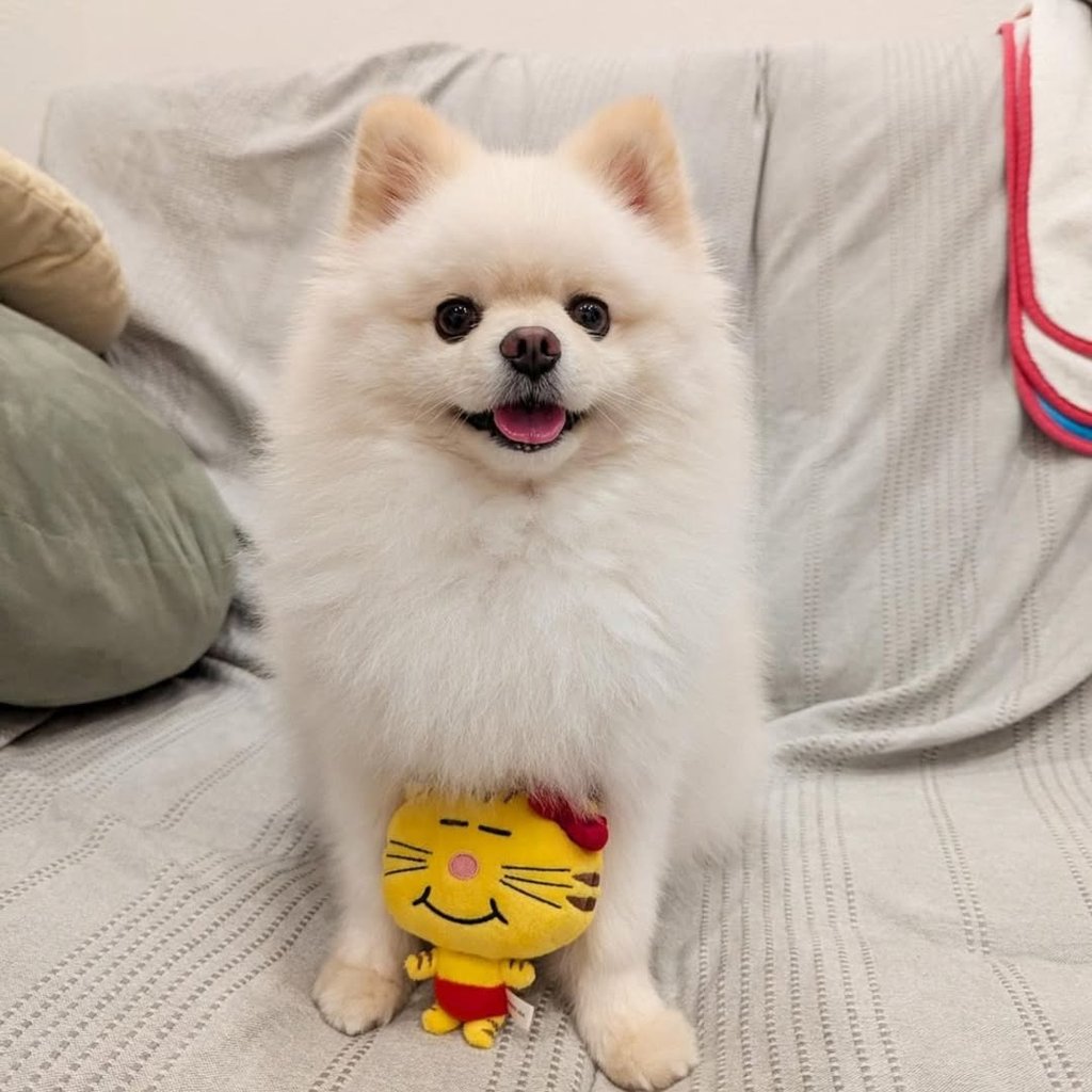 criadero pomerania argentica cachorro