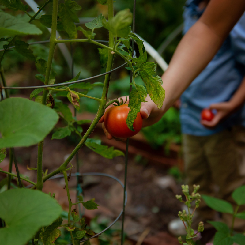 A boy picking a tomato in a garden.