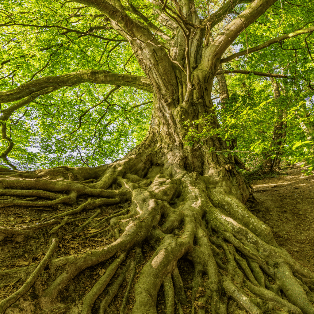 Centering and Grounding. Purification. Aura and Chakra Systems, Aura Maintenance, Centering and Grou