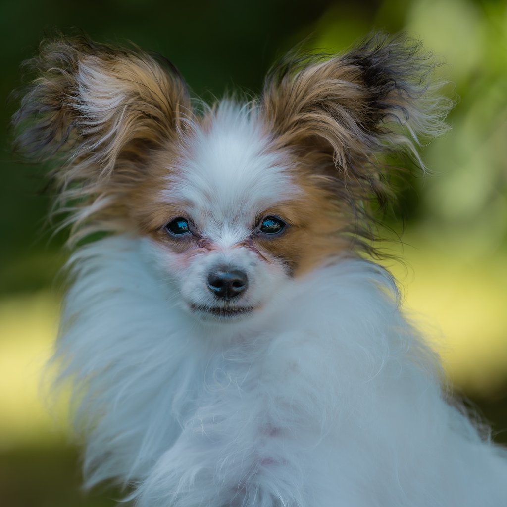 regard de chiot 