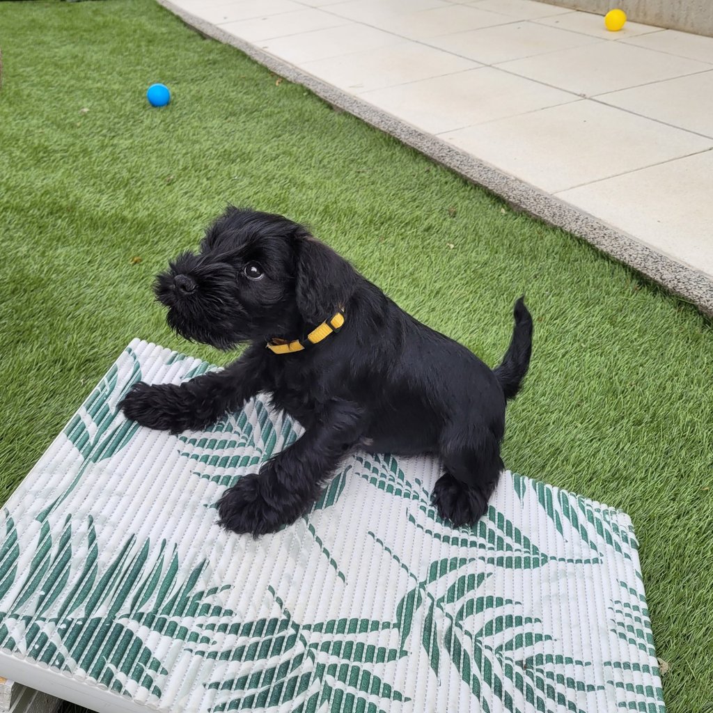 Vandale des Diamants Noirs d'Also