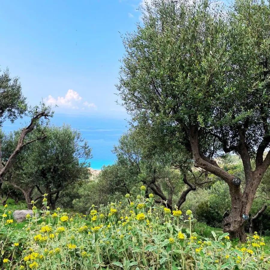 Livada de maslini crescuta natural in Grecia, sursa uleiului OLOI