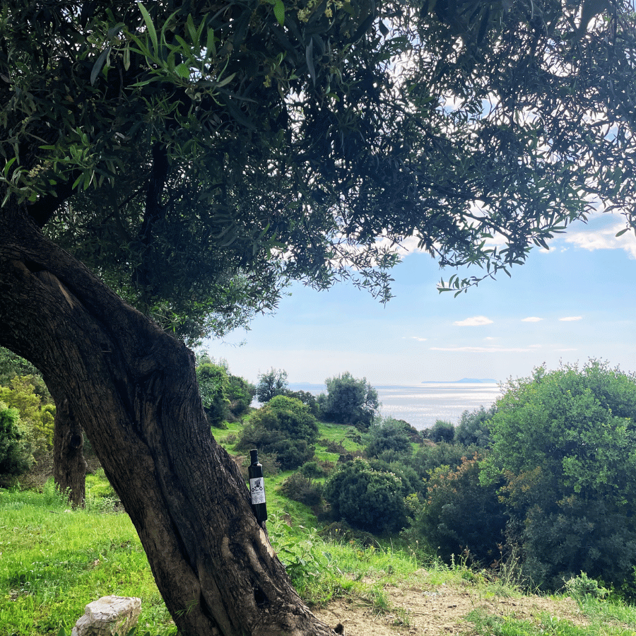 Despre Oloi ulei de măsline extra virgin Grecia