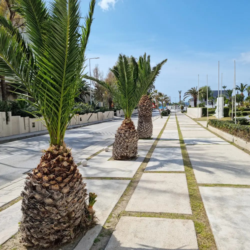 Tropical palm trees lining a modern stone walkway along a coastal resort street under a blue sky.