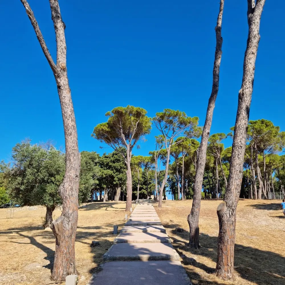 Concrete pathway lined with tall pine trees leading up a sunny hill under a clear blue sky.