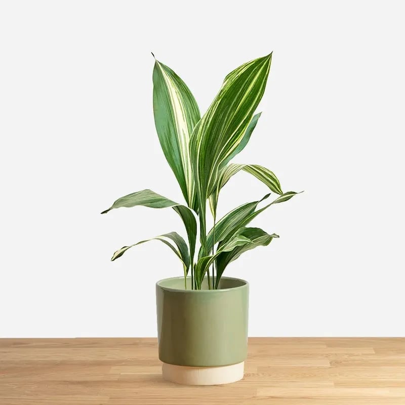 aspidistra
