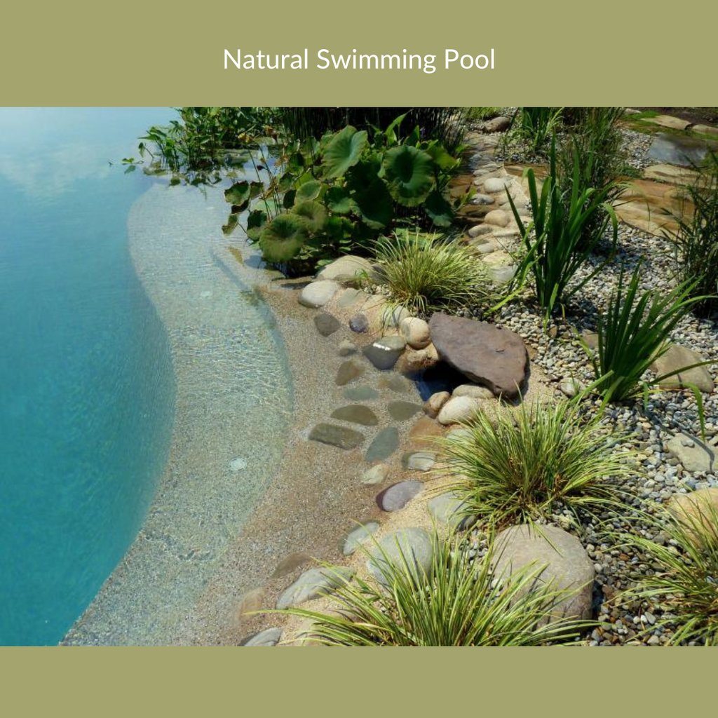 the edges of a naturally filtered swimming pool