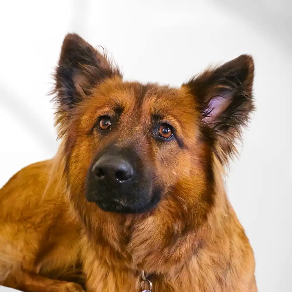 Ida_unser_Sparfuchs_Immobilienagentur_AurImmo