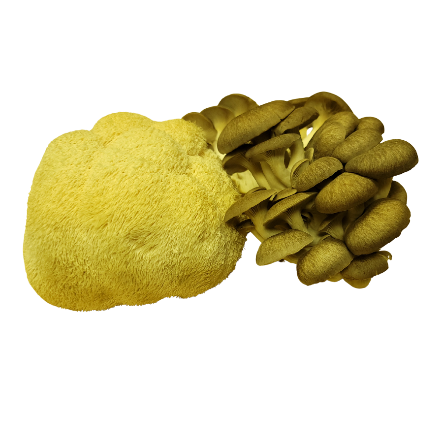 lions mane morel tulsa mushroom farm near me fresh mushrooms