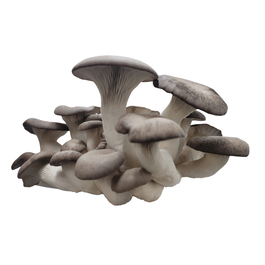 local mushrooms morel black pearl king lions mane tulsa nearby farm