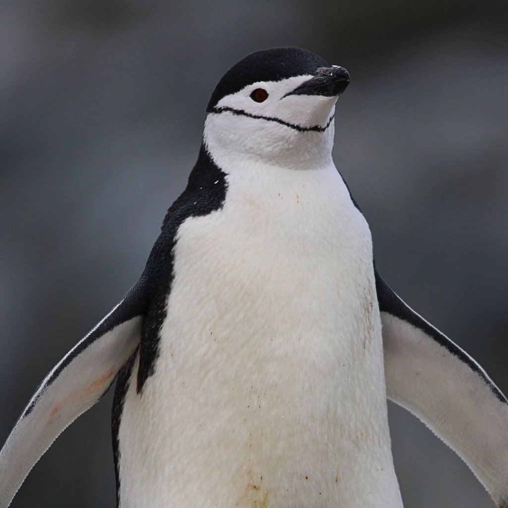 A close-up portrait of a chinstrap penguin standing with wings outstretched against a blurred background.