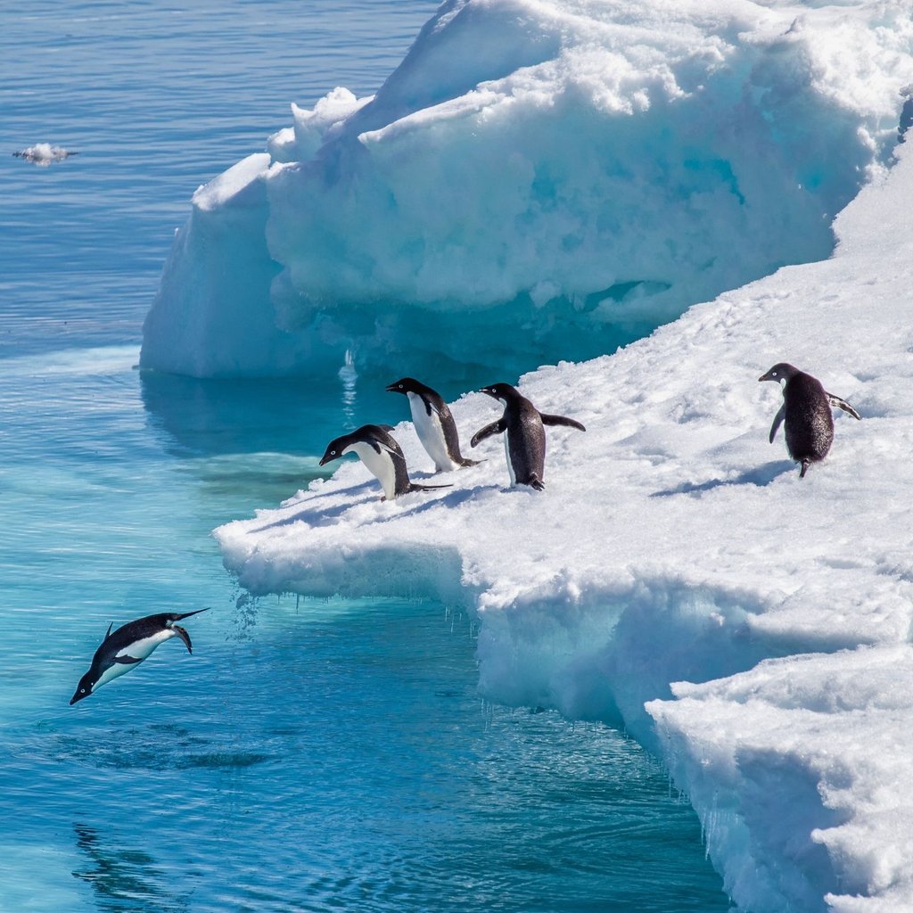 Adélie penguins diving off a white iceberg into the blue Antarctic ocean water.