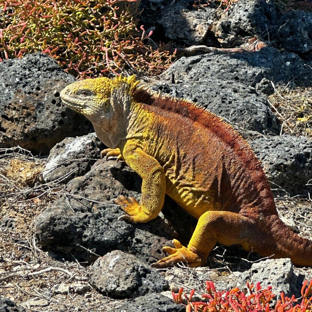 A yellow Galapagos land iguana resting on dark volcanic rocks in its natural island habitat.