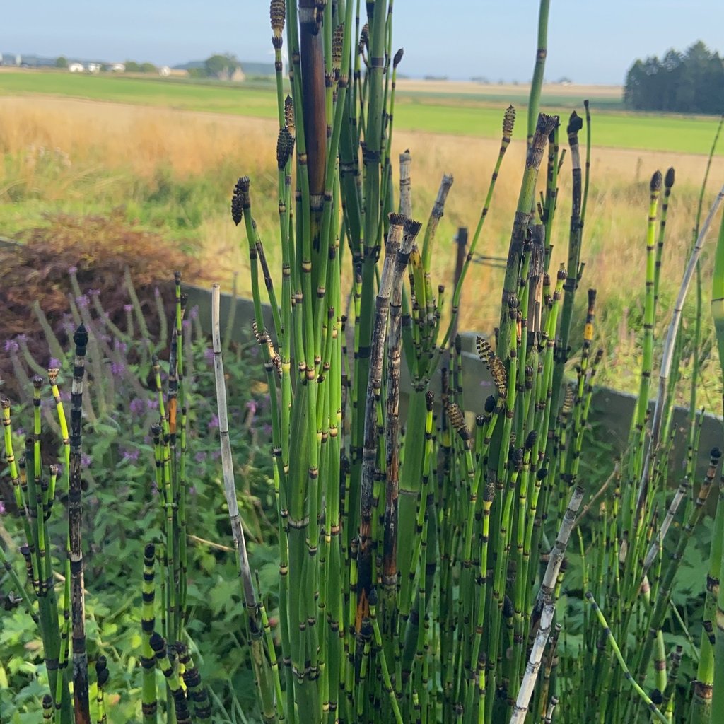Tall green plants in the garden