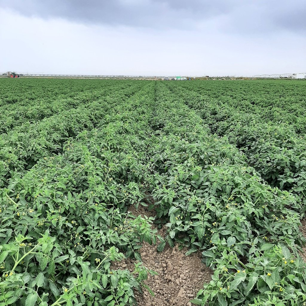 champ-de-tomate-tepro