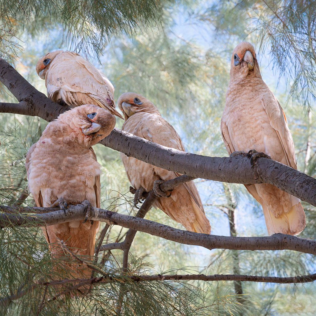 Curious Corellas