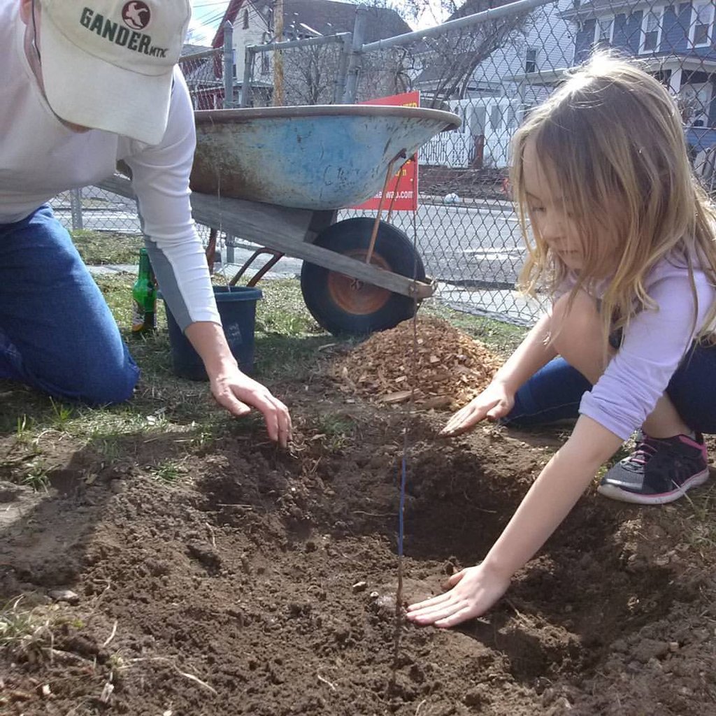 Planting a seedling in Kingston, NY