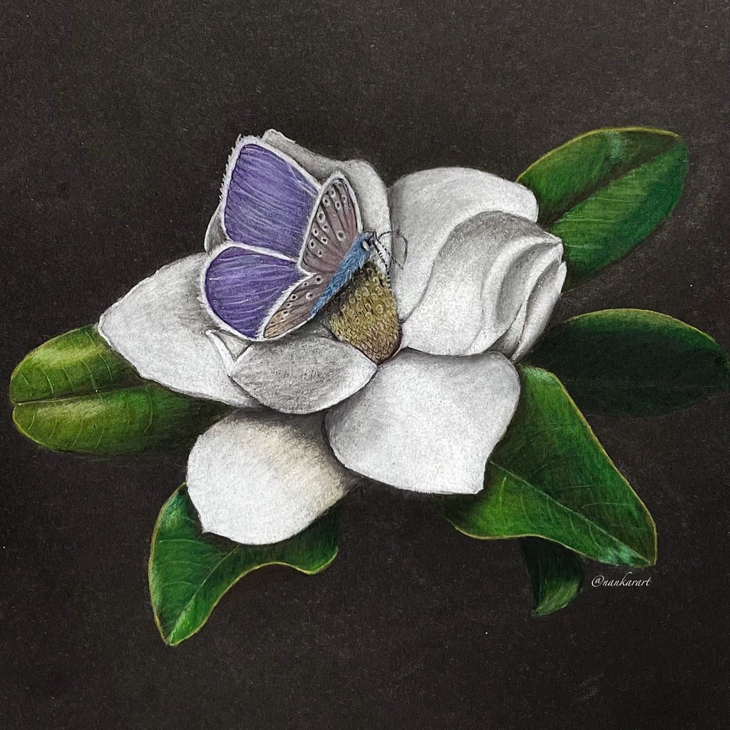 valkoinen kukka jonka päällä lila perhonen