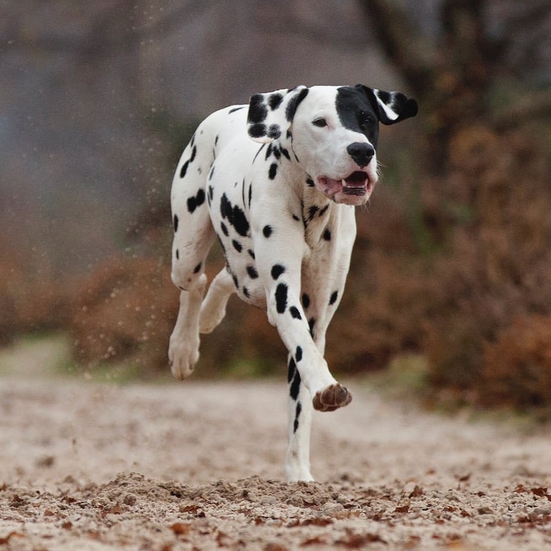 Alfie the dog, running.  Image credit: Alice Loder Photography