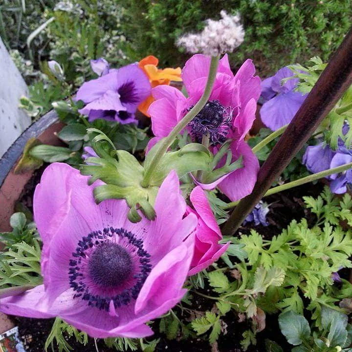 pink and purple anemones.