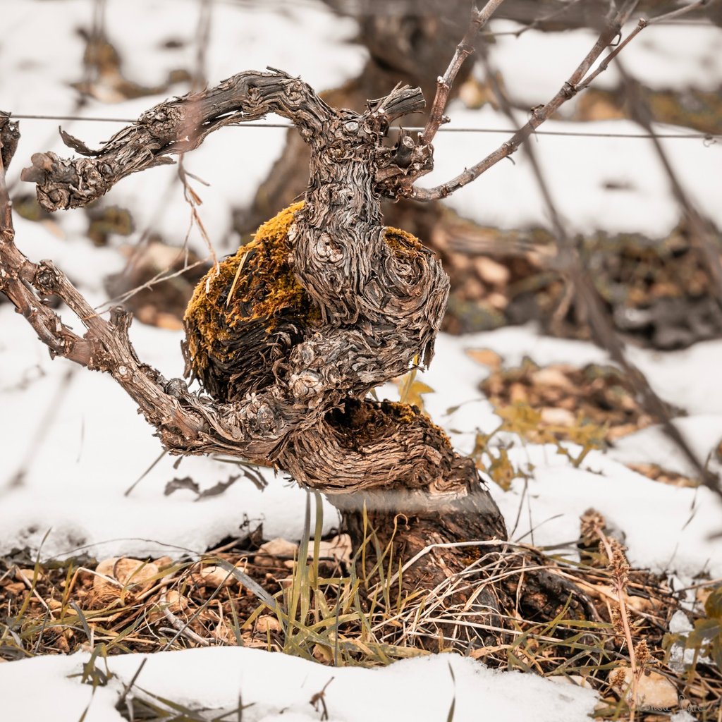 Cep en danseur bombant le torse, élégance fragile, photographie d'art