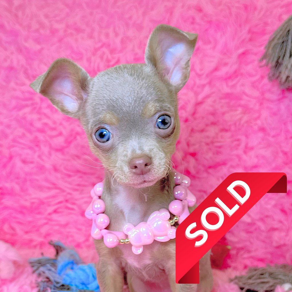 Lilac chihuahua puppy for sale - lilac chihuahua puppies for sale - Petite Pups